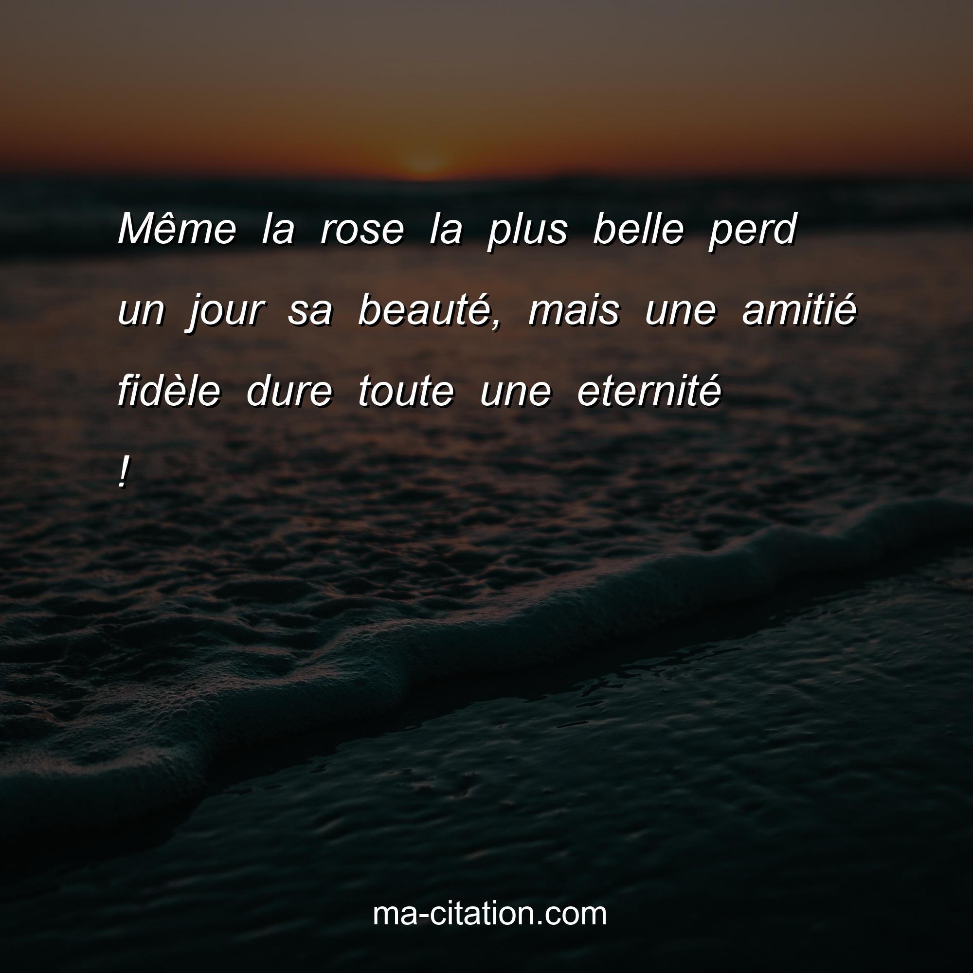 Ma-Citation.com : Même la rose la plus belle perd un jour sa beauté mais une amité fidèle dure toute la vie.