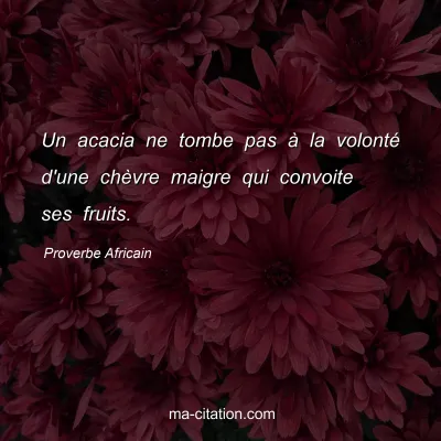 Proverbe Africain : Un acacia ne tombe pas Ã  la volontÃ© d'une chÃ¨vre maigre qui convoite ses fruits.