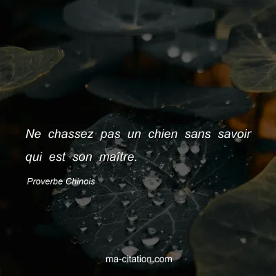 Proverbe Chinois : Ne chassez pas un chien sans savoir qui est son maÃ®tre.