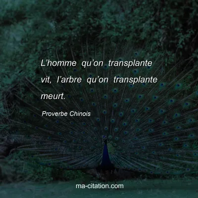 Proverbe Chinois : Lâ€™homme quâ€™on transplante vit, lâ€™arbre quâ€™on transplante meurt.