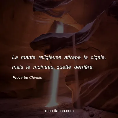 Proverbe Chinois : La mante religieuse attrape la cigale, mais le moineau guette derriÃ¨re.