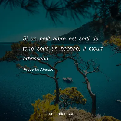 Proverbe Africain : Si un petit arbre est sorti de terre sous un baobab, il meurt arbrisseau.