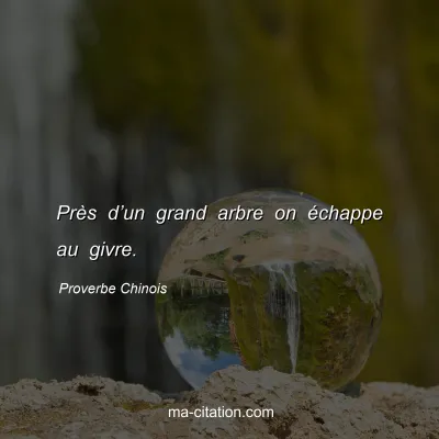 Proverbe Chinois : PrÃ¨s dâ€™un grand arbre on Ã©chappe au givre.