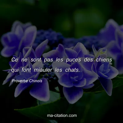 Proverbe Chinois : Ce ne sont pas les puces des chiens qui font miauler les chats.