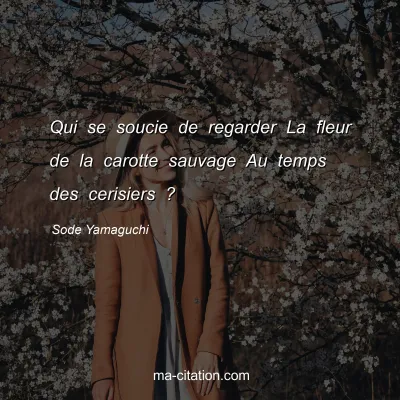Sode Yamaguchi : Qui se soucie de regarder La fleur de la carotte sauvage Au temps des cerisiers ?